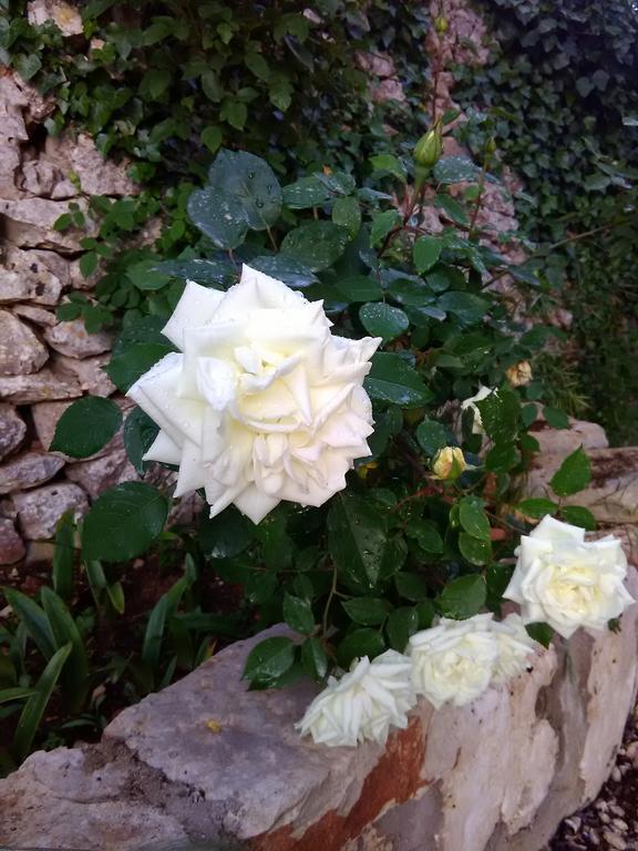 Trulli Sarmenzanello Διαμέρισμα Νότσι Εξωτερικό φωτογραφία